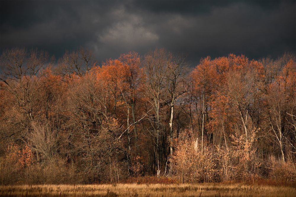 Бронзовая осень