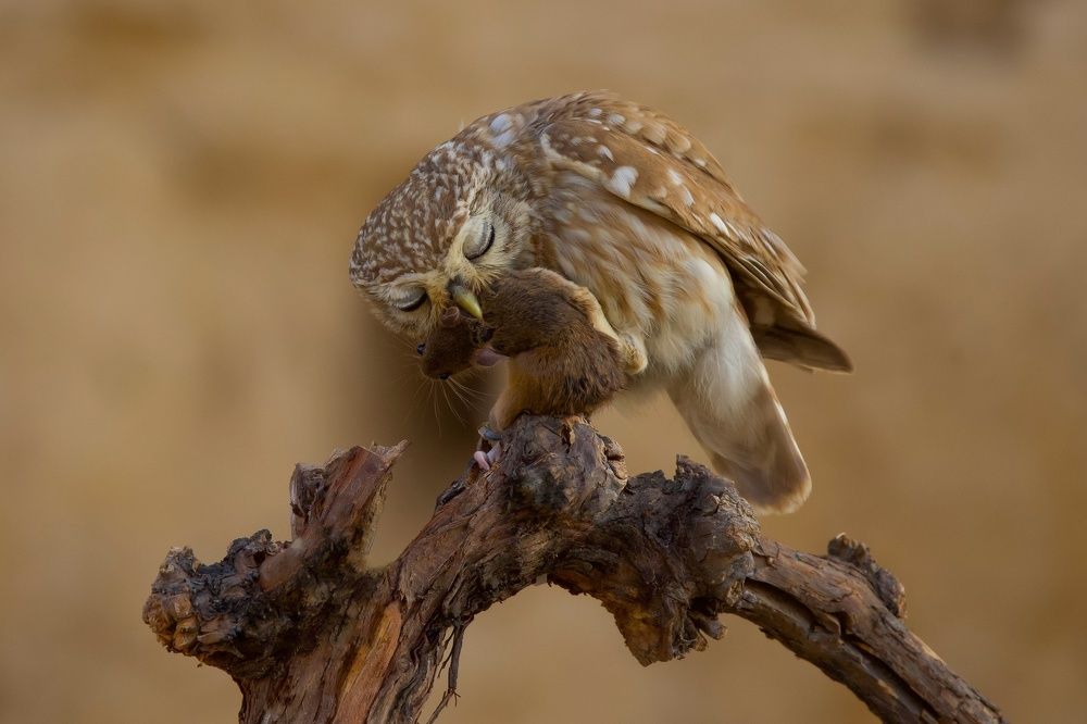 Photograph by David Manusevich