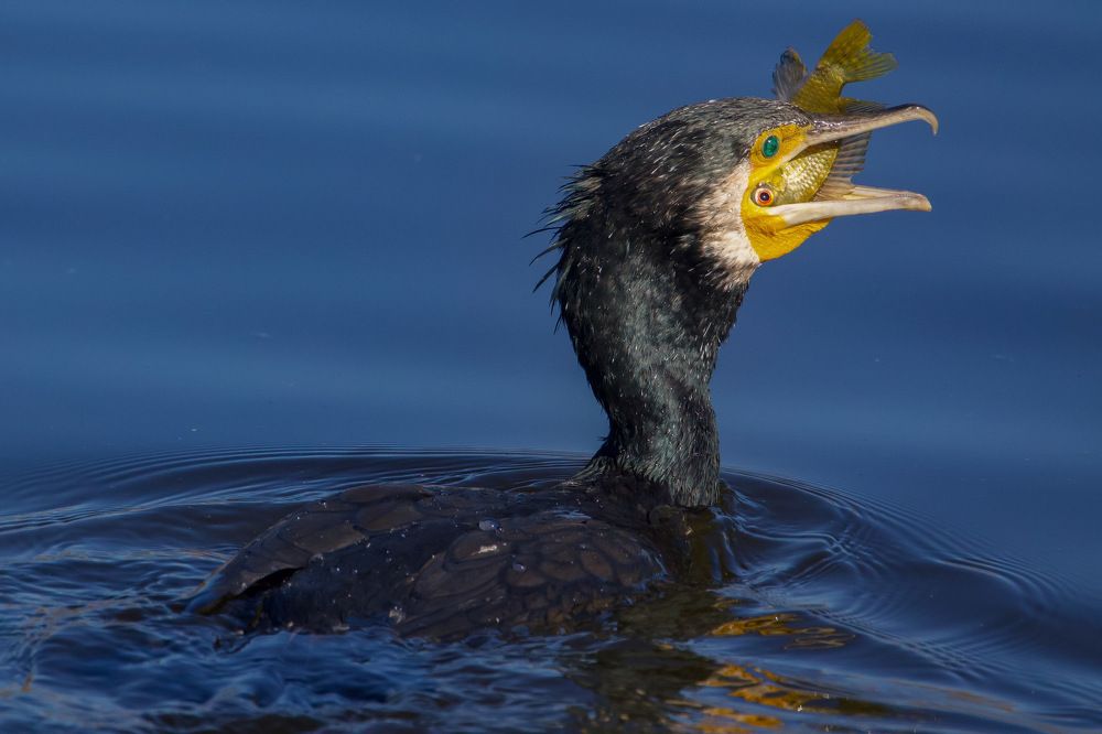 Фотография автора David Manusevich