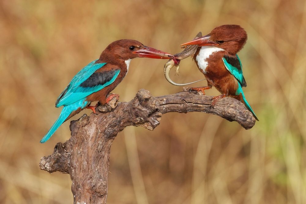 Photograph by David Manusevich