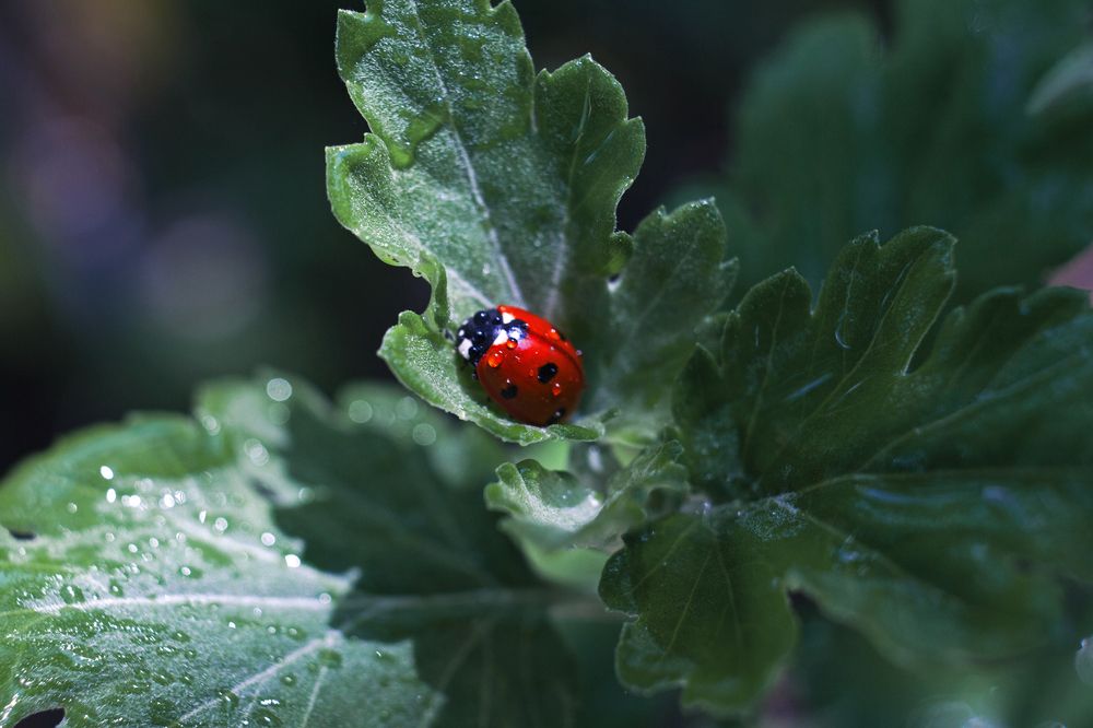 Photograph by Юлия Шаля