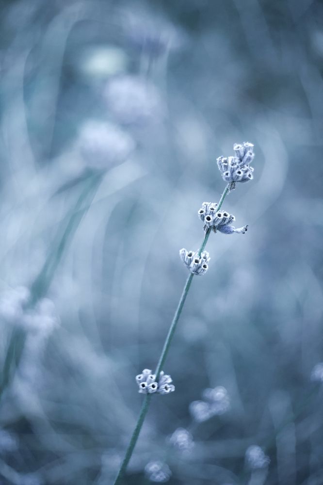 Photograph by Юлия Шаля