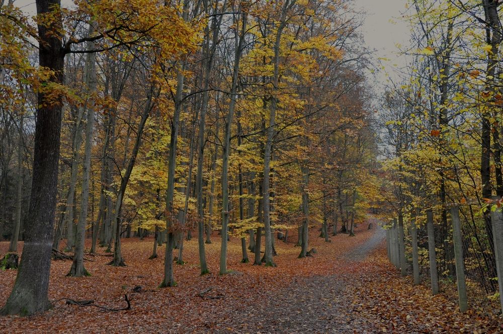 Photograph by Лысых Галина