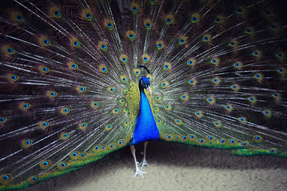 Photograph by Ирина Сушко