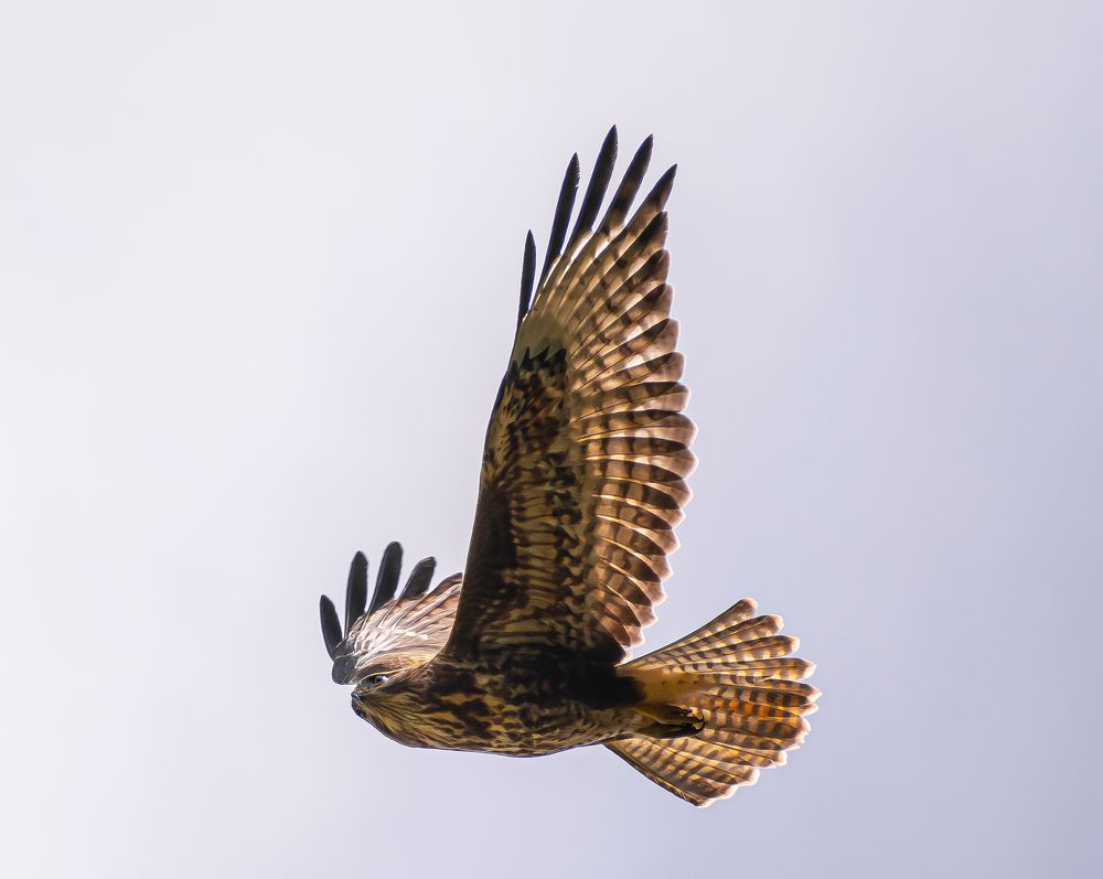 Фотография автора Савельев Алексей