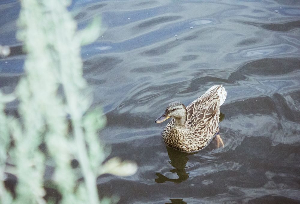 Photograph by Евгений Альмухаметов