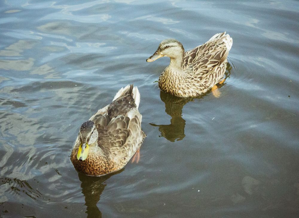 Photograph by Евгений Альмухаметов