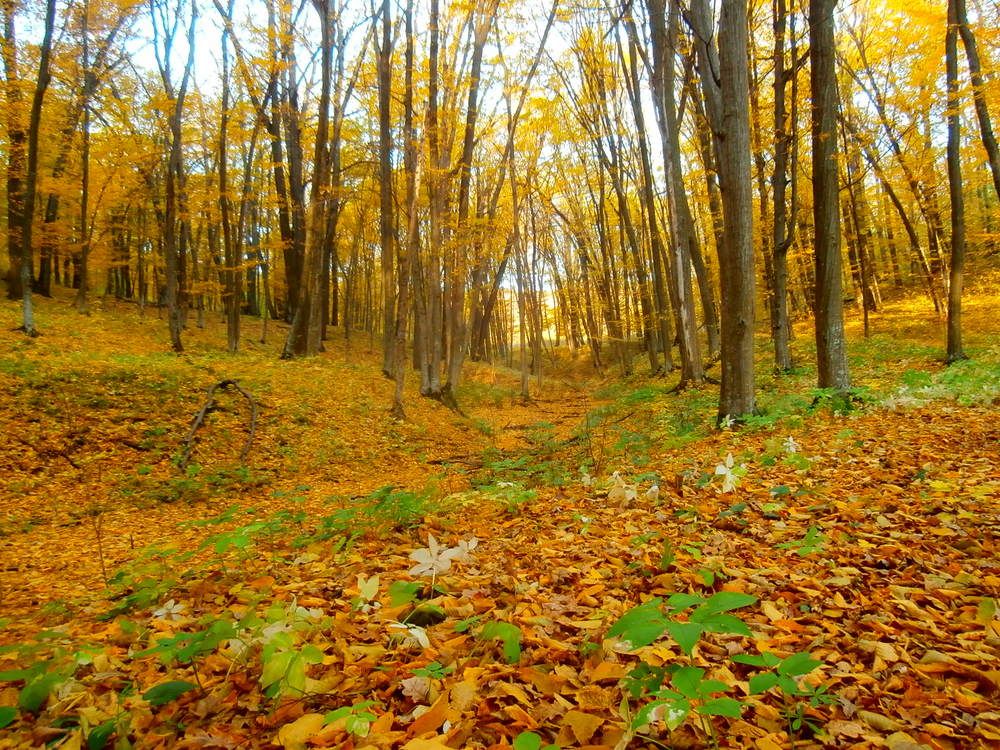 Photograph by Людмилка Лл