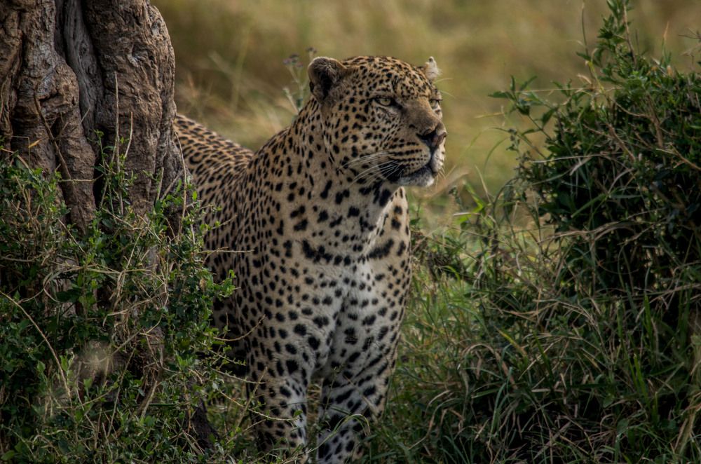 Photograph by Murad Rajabali Habib