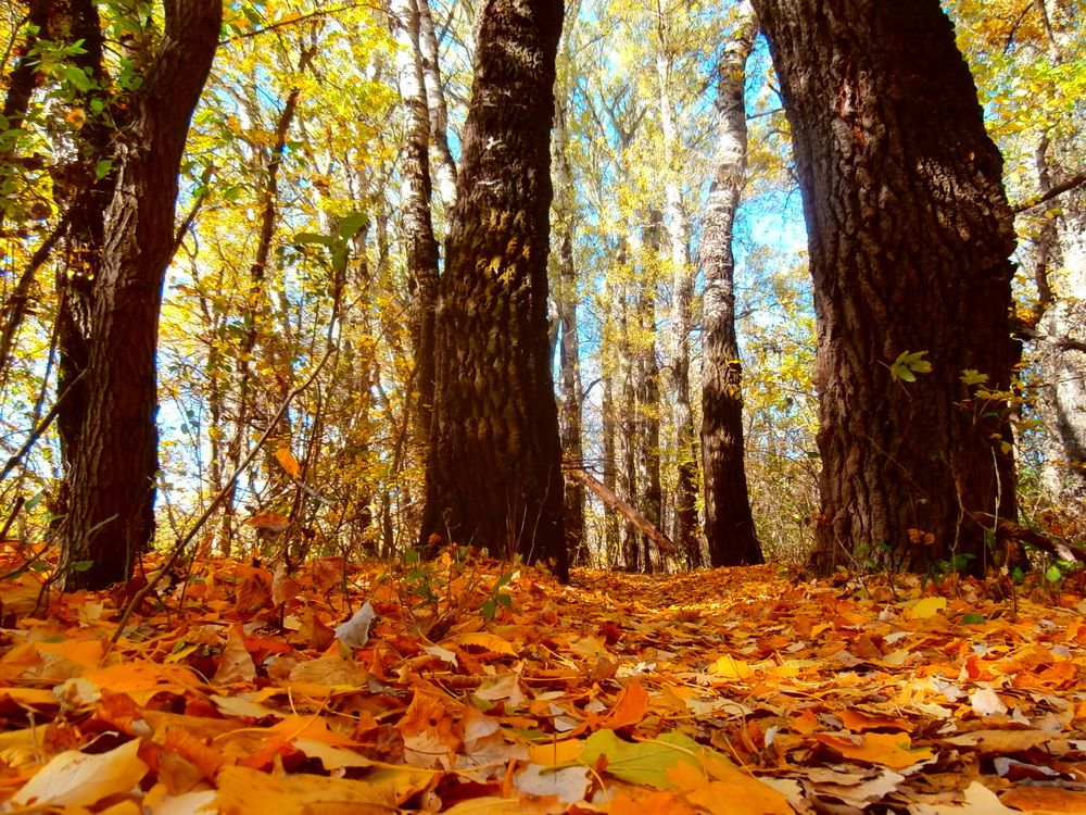 Photograph by Людмилка Лл