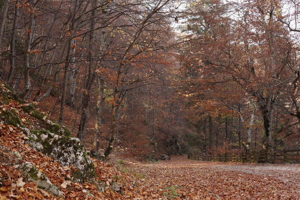 Photograph by Виктория Бурова