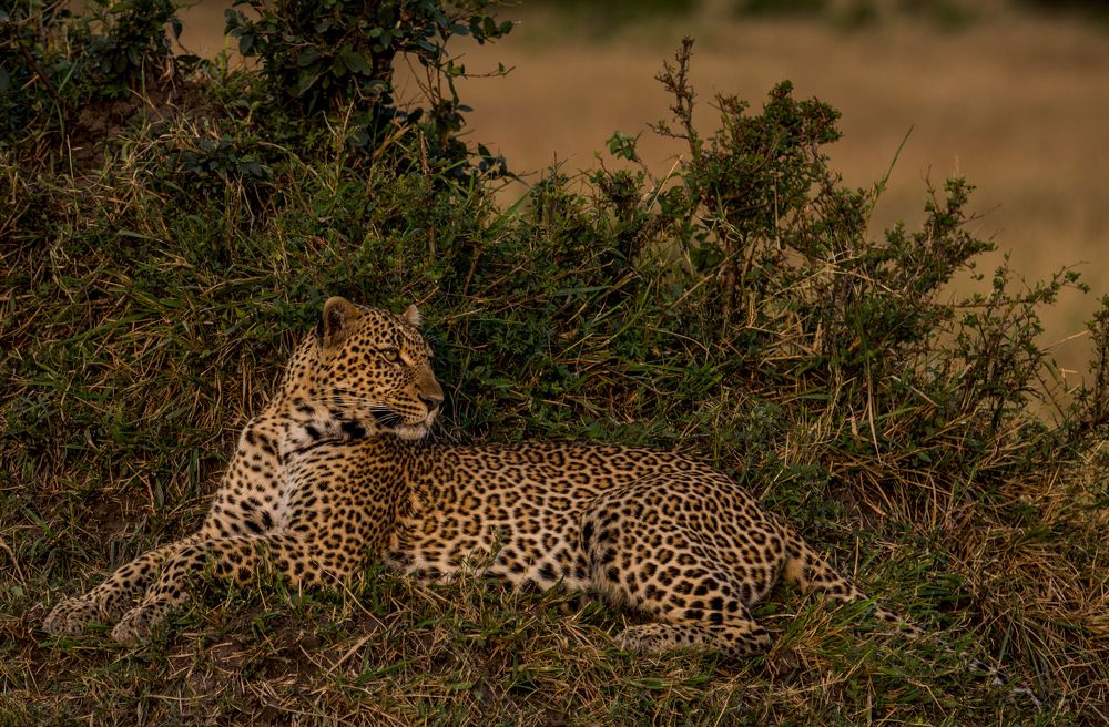 Photograph by Murad Rajabali Habib