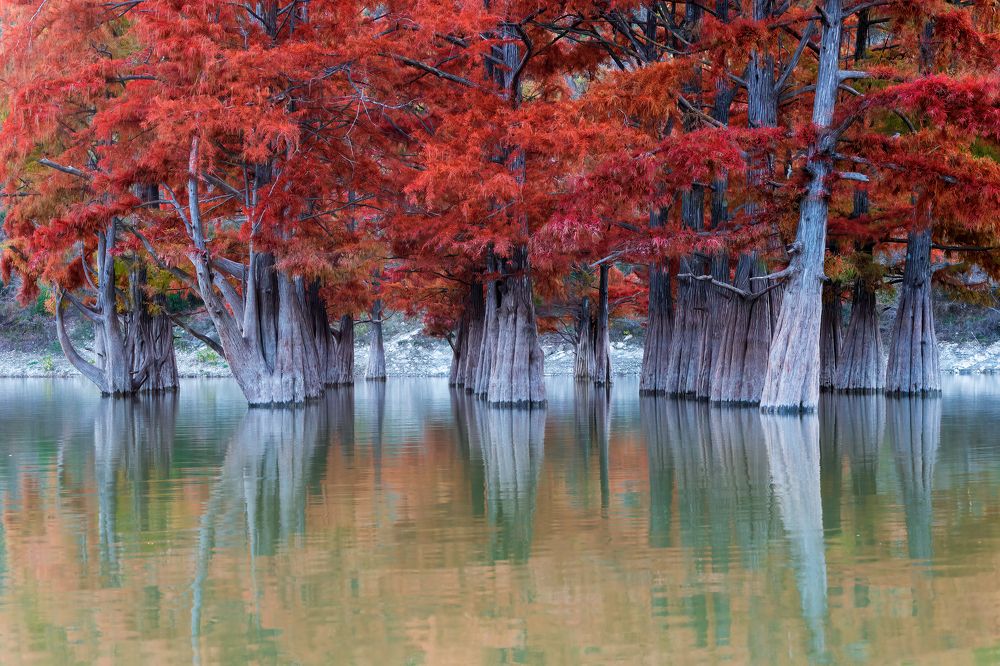 Болотные кипарисы озера Сукко