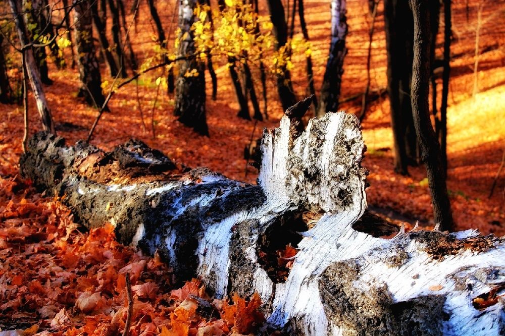 Photograph by Эльвира Куликова