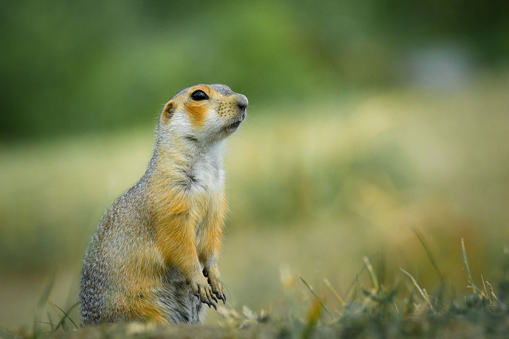 Утром в парке.