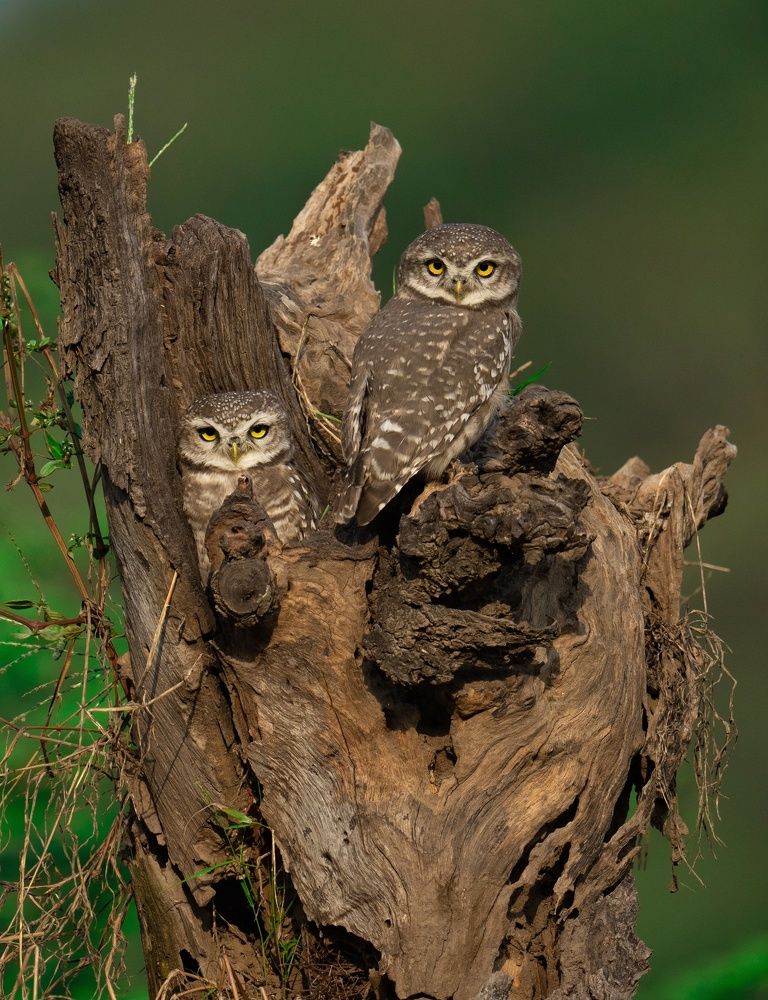 Photograph by Ashwani kasid