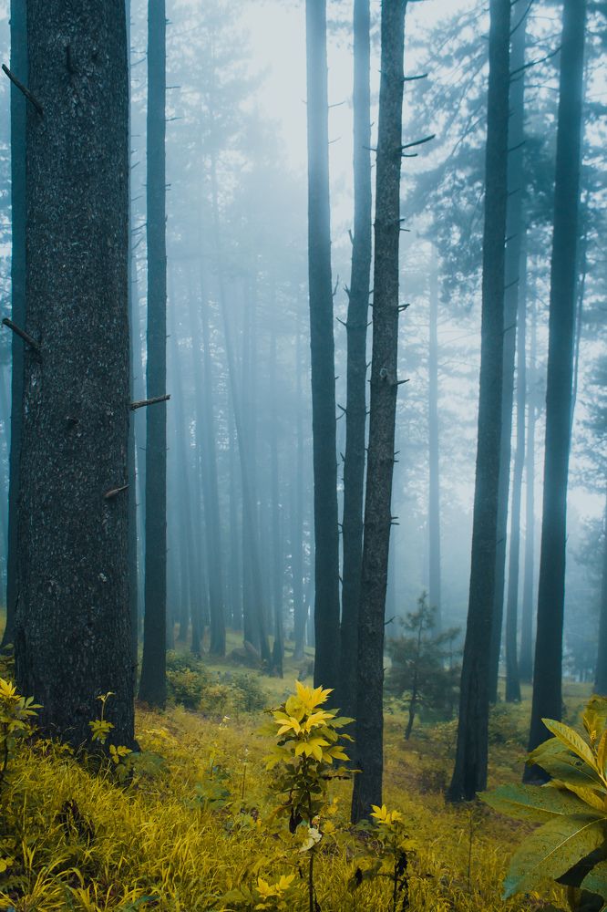 Photograph by Bhatt Muxamil