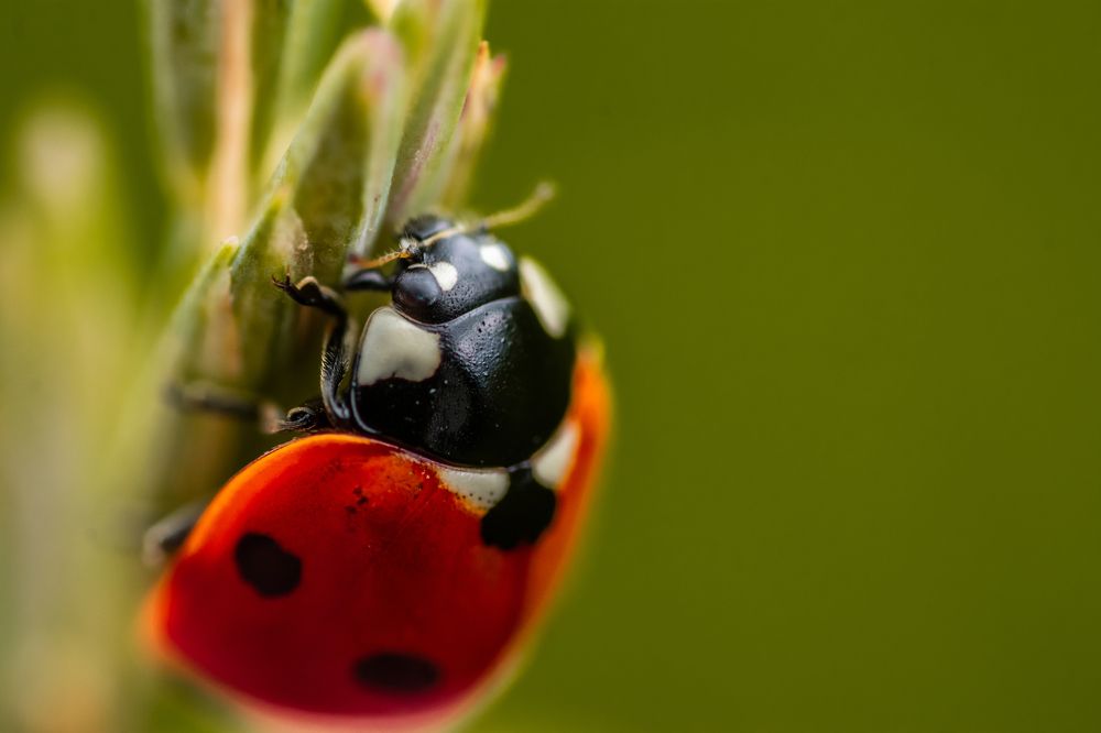 Photograph by Jan Ouška