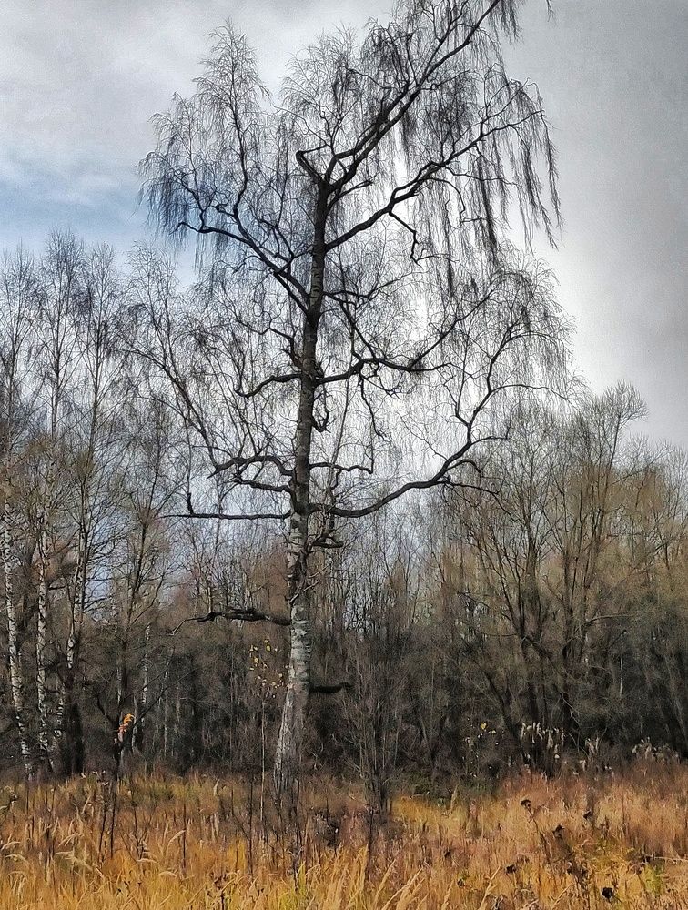 Старая береза