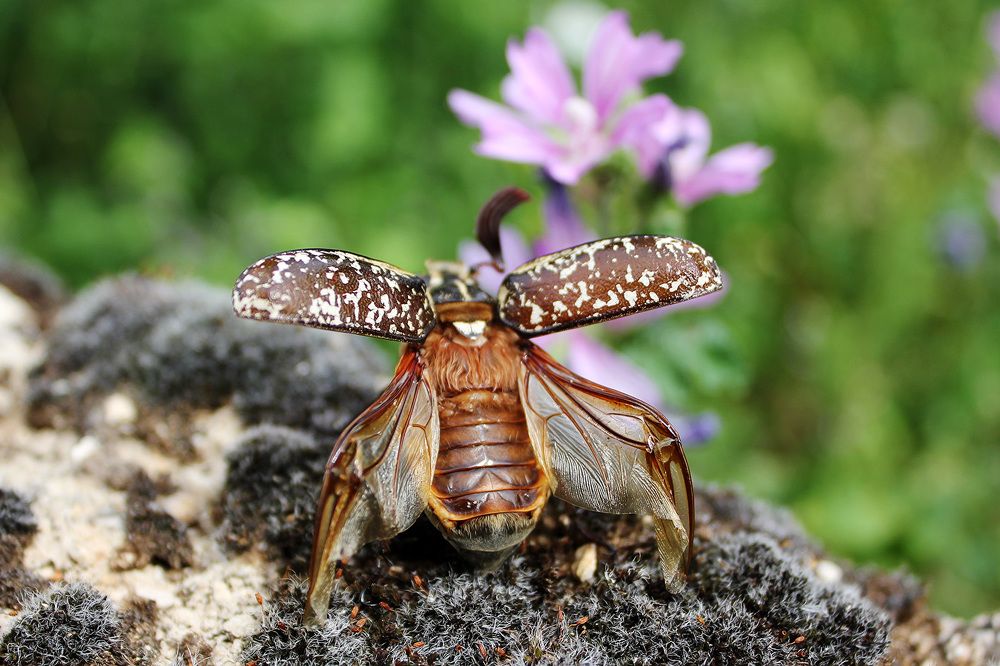 Photograph by Matko Matkovic