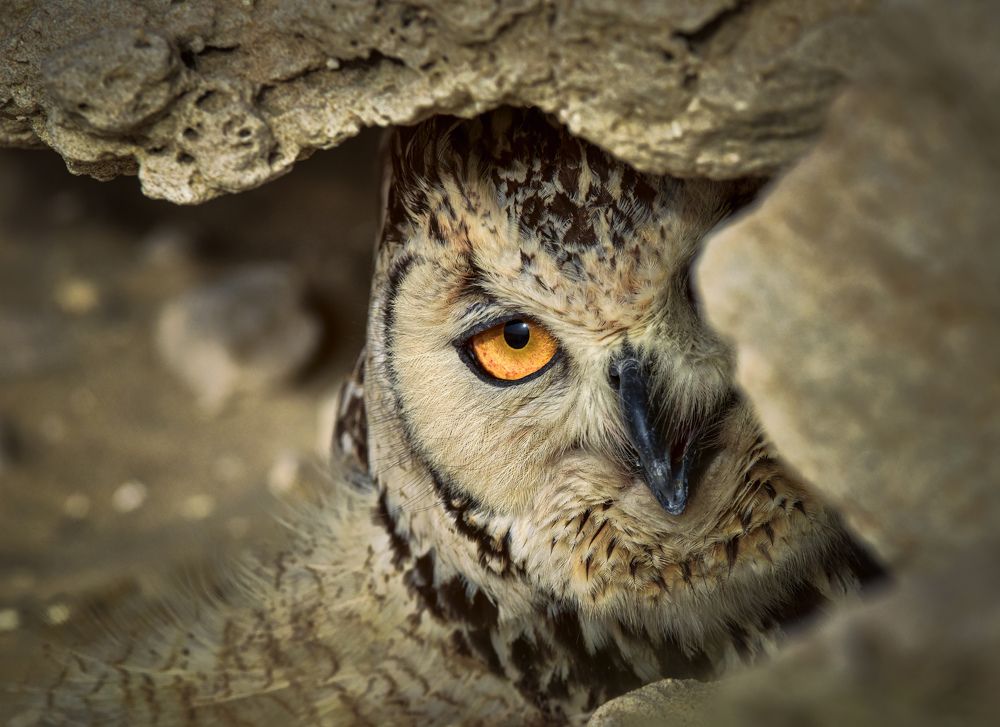 Photograph by Ahmed Elkahlawi