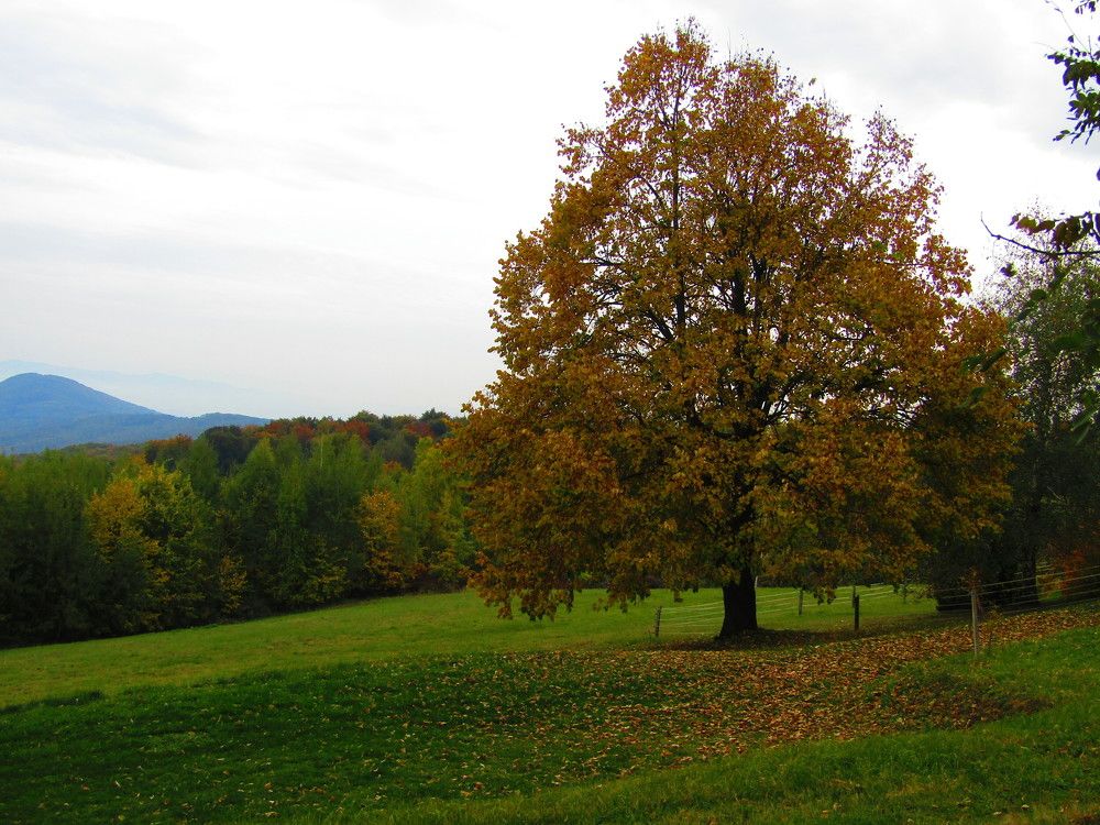 Photograph by Darko Milojevic