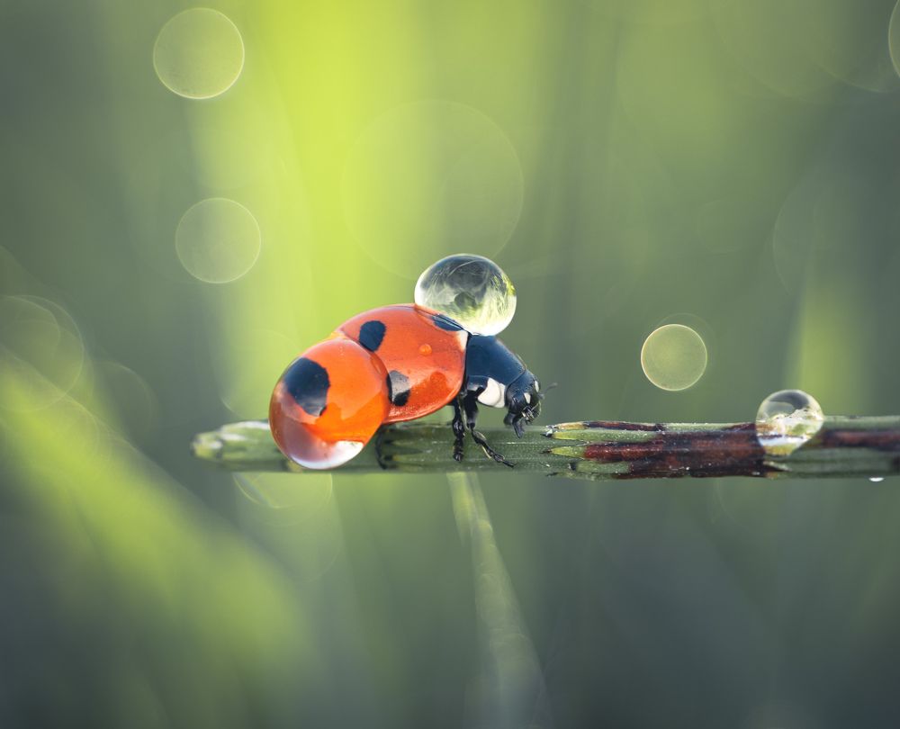 Photograph by Александр Гвоздь