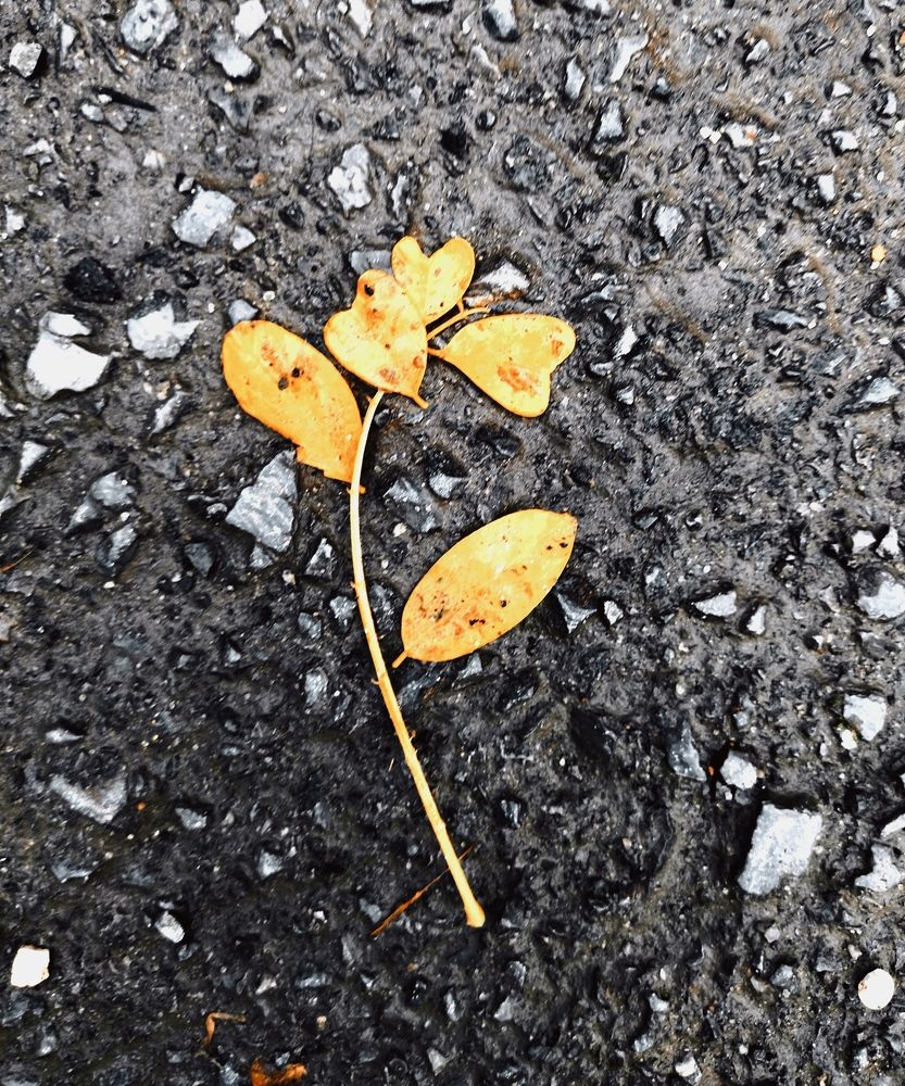 Любовь осени