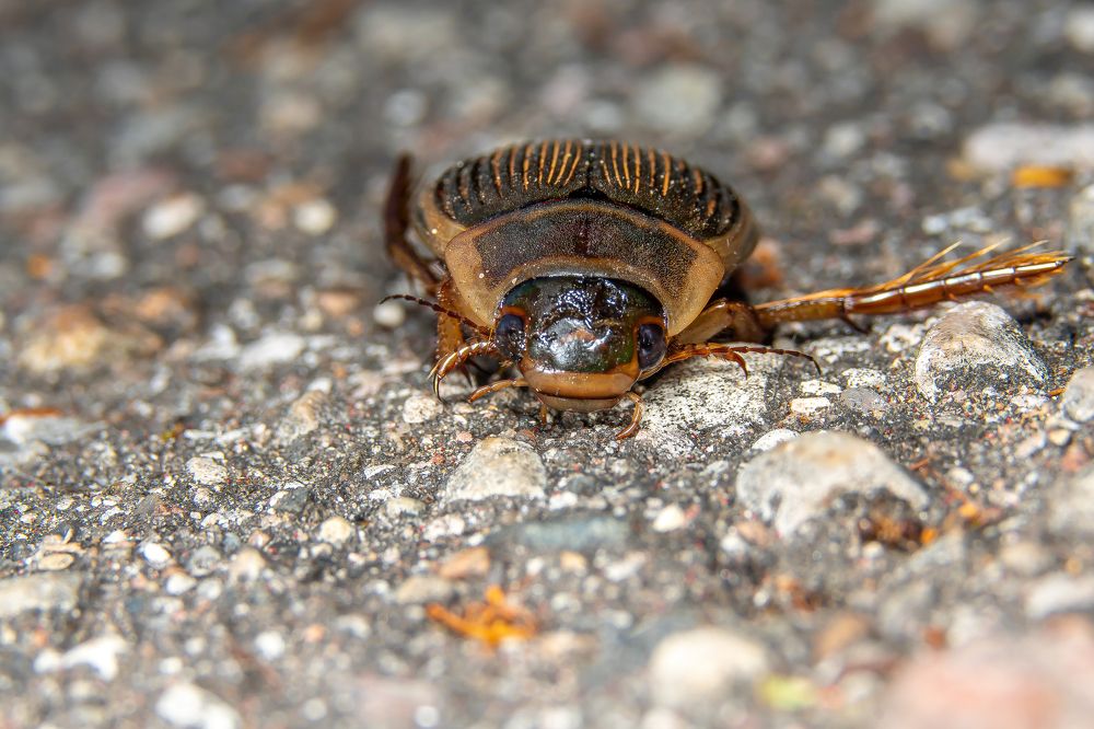 Photograph by Руслан Лесков