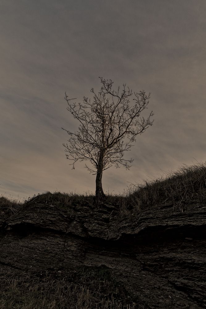 И на камнях растут деревья.