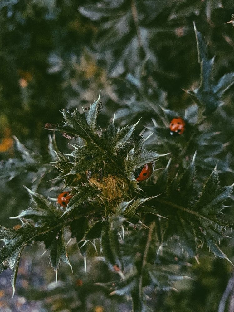 Photograph by Анна Лефлер