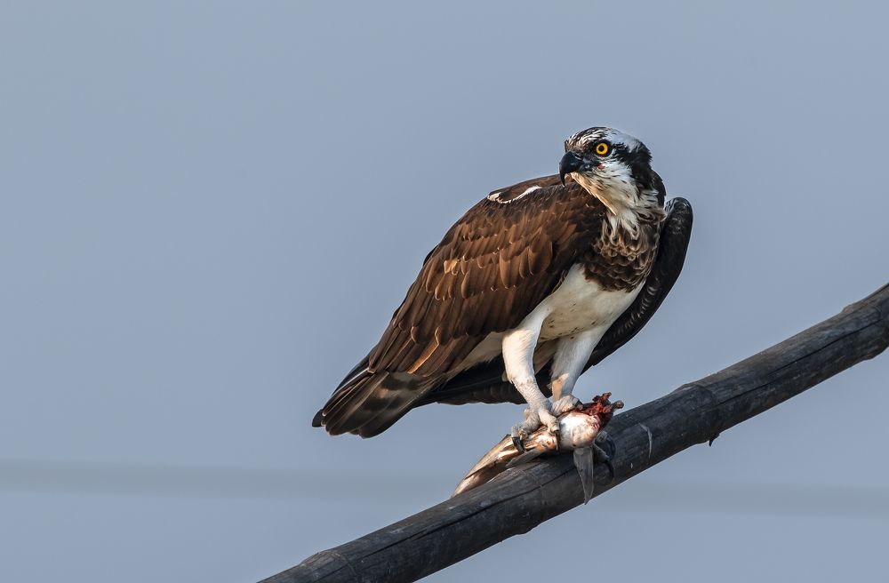 A daring river hunter