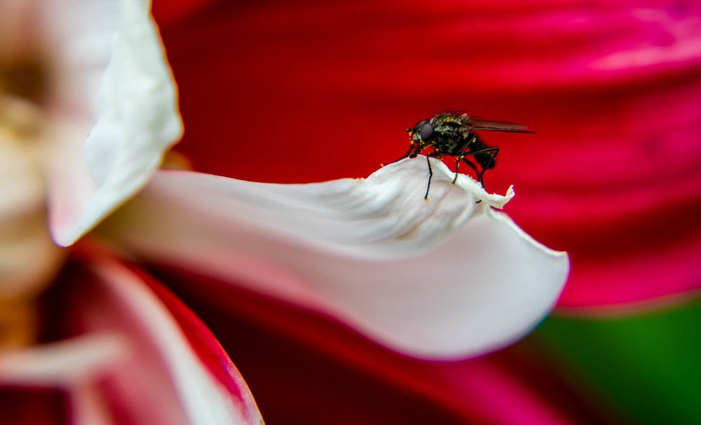 Фотография автора Jose Marcos Carvajal Tarazona