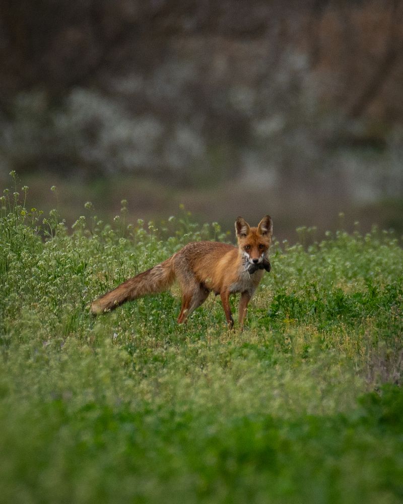 Photograph by Рамзан Давлетмирзаев