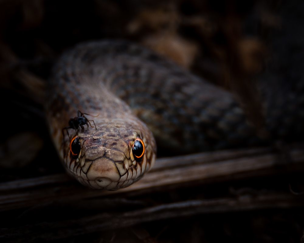 Photograph by Рамзан Давлетмирзаев