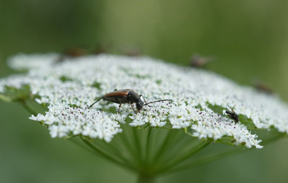 Фотография автора Медведев Сергей