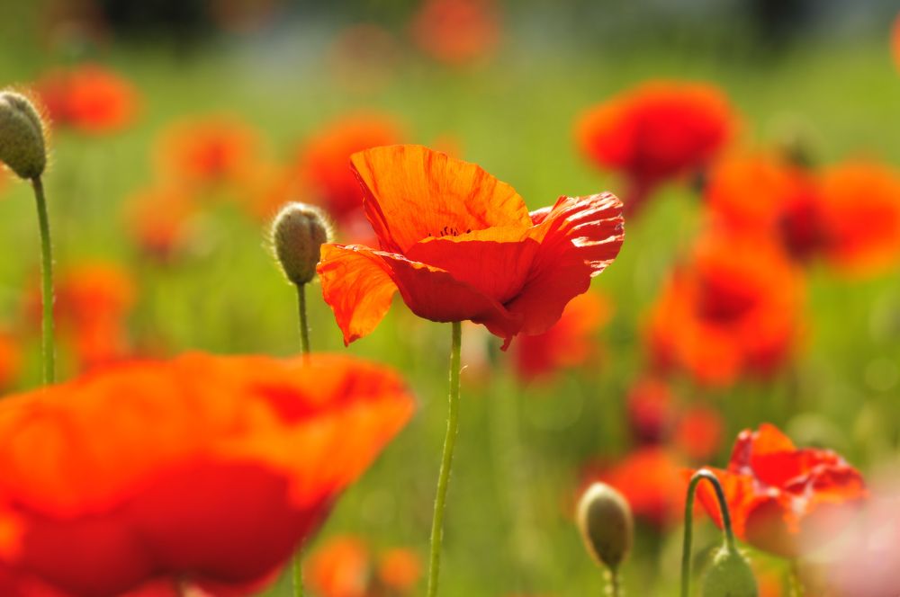 Photograph by Дерезюк Юрий Александрович