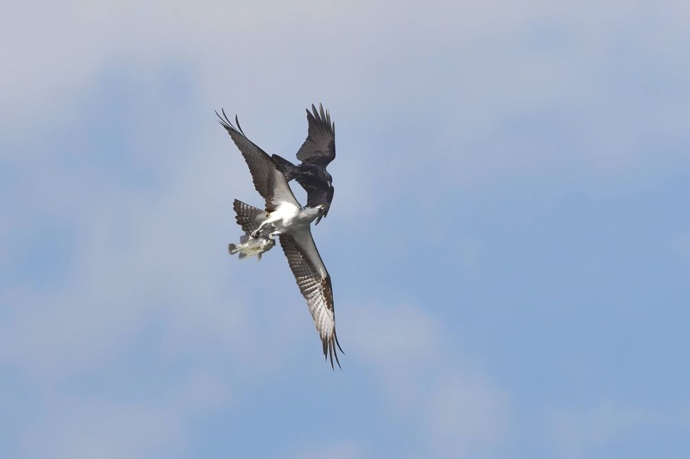 Photograph by MARCELO PRATES