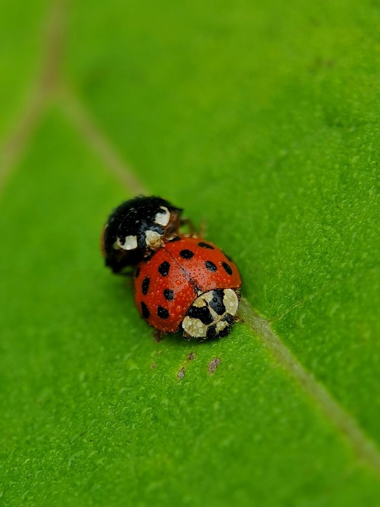 Photograph by Ирина Ветюгова