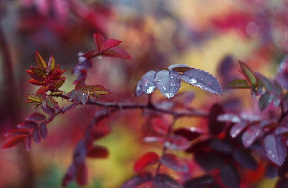 Photograph by Надежда Сидорова