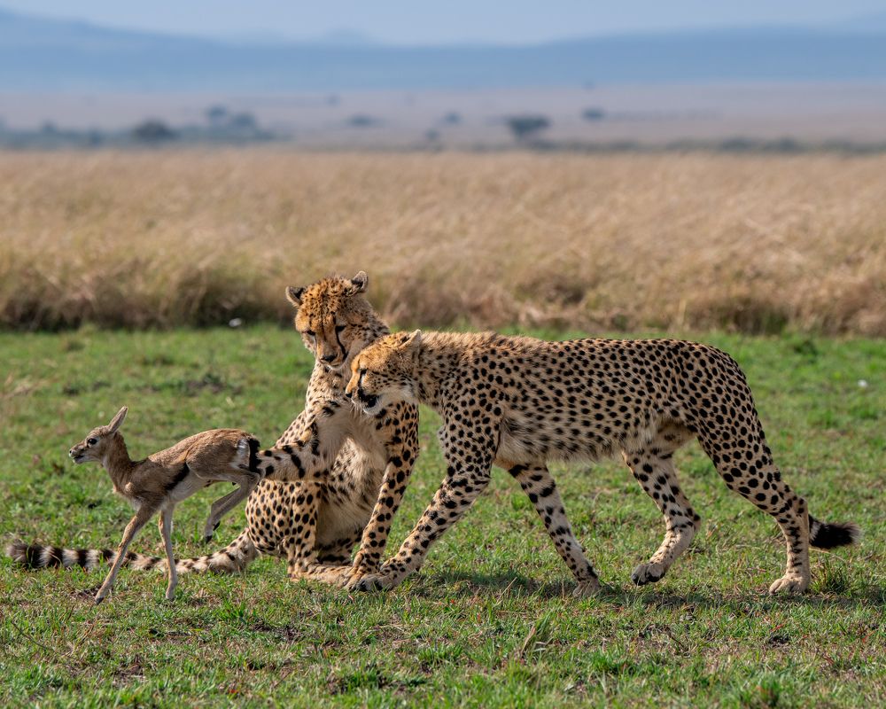 Photograph by Mohammad Yasir Hussain