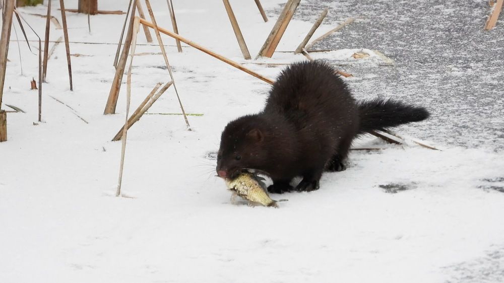 American mink