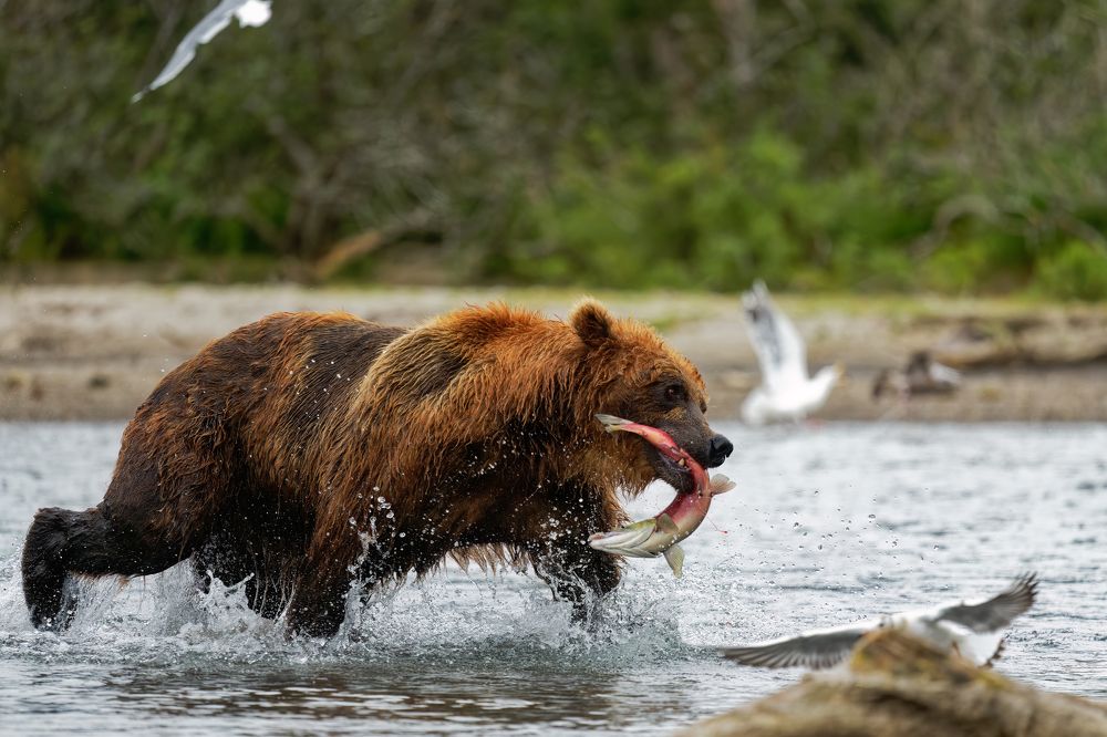 Photograph by Somdutt Prasad