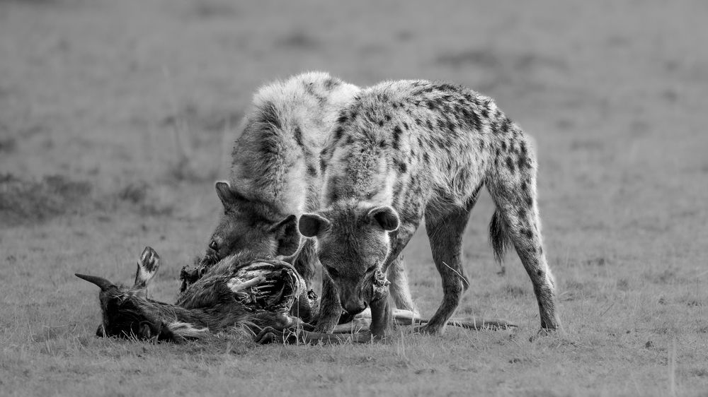 Фотография автора Somdutt Prasad