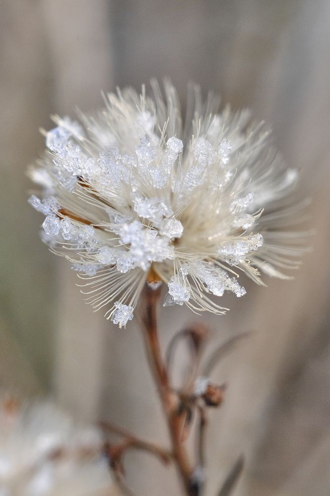 Кристаллики