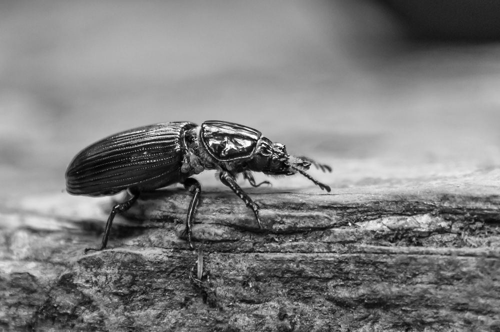 Photograph by Yamile Alfaro Picco