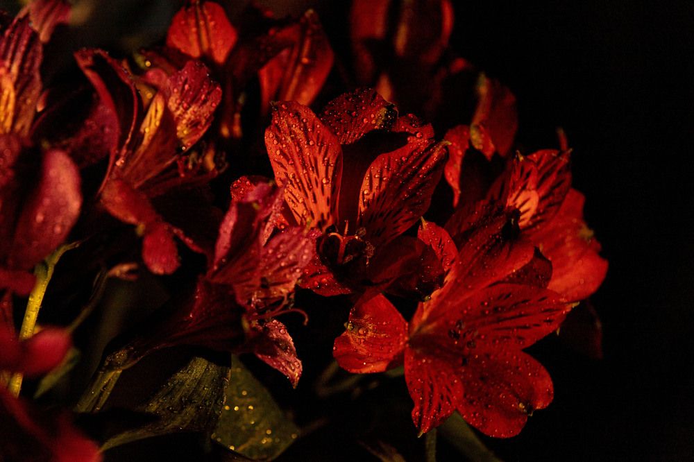 Photograph by ИРЕНА Федорова