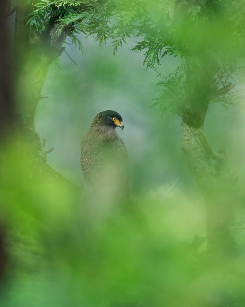 Фотография автора Anandhu M