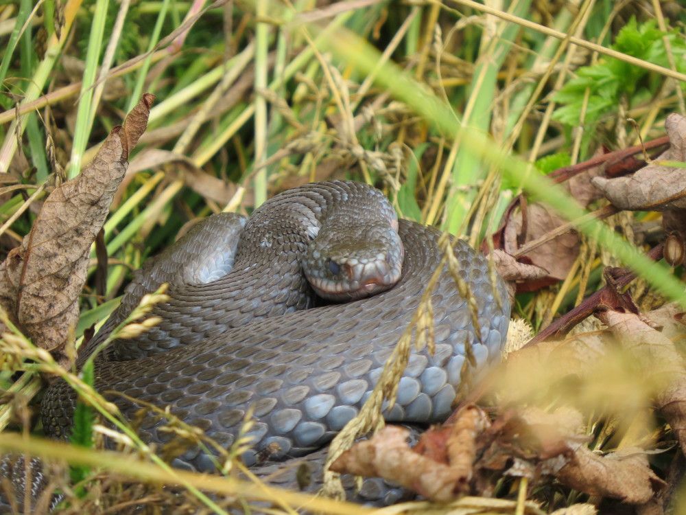 Photograph by Старичков Евгений