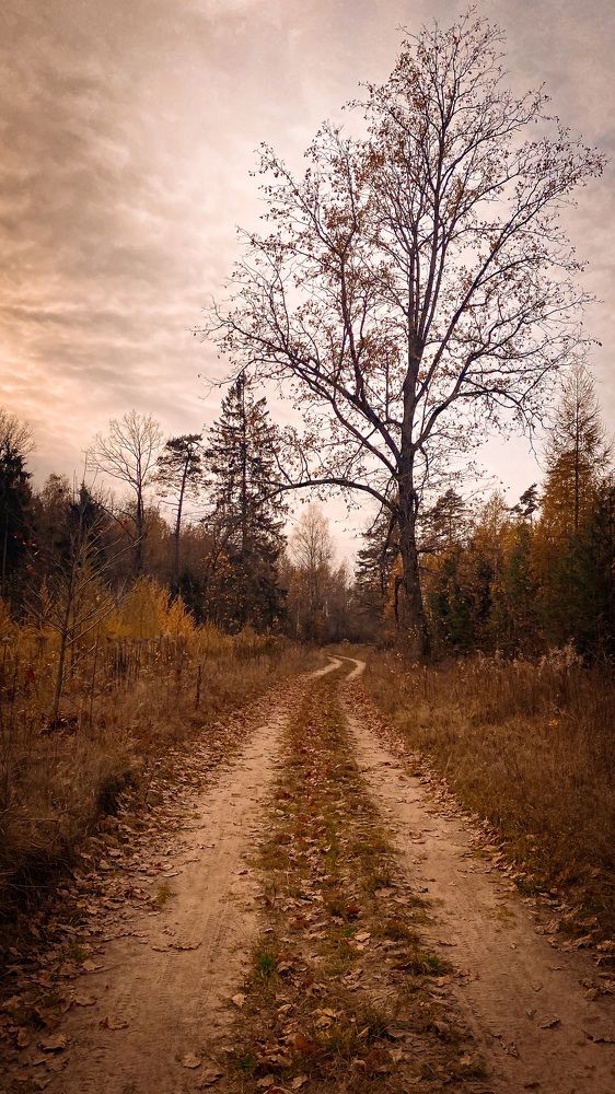 Запах осени